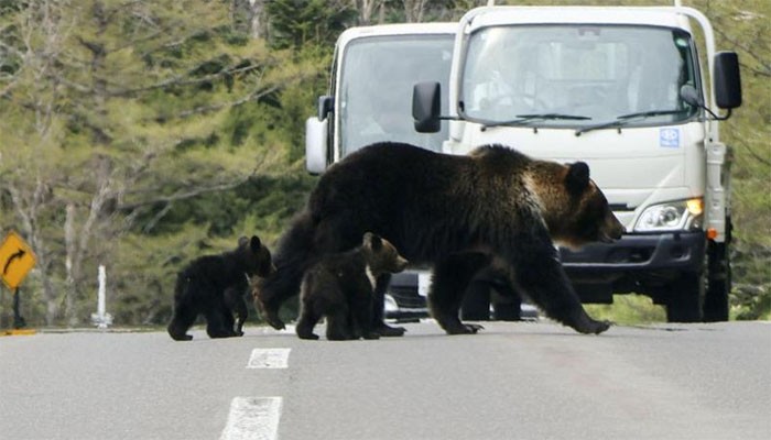 জাপানে হঠাৎ বেড়ে গেছে ভালুকের আক্রমণ, সেনা মোতায়েনসহ কঠোর ব্যবস্থা
