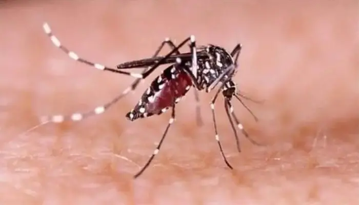 দেশে ডেঙ্গুতে ২৪ ঘণ্টায় ৬ জনের মৃত্যু, হাসপাতালে ১৬০৮