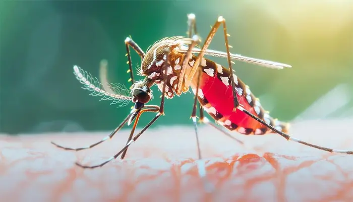 দেশে ডেঙ্গুতে আরও ৪ জনের মৃত্যু